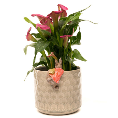 Ruukkukaveri Beatrix Potter Flopsy pupu