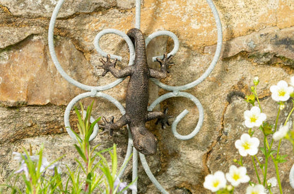 Ruukkukaveri Sisilisko / Gekko