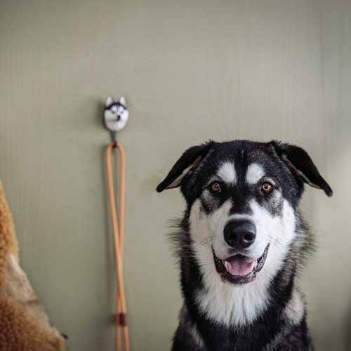 Käsin veistetty seinäkoukku Siperienhusky