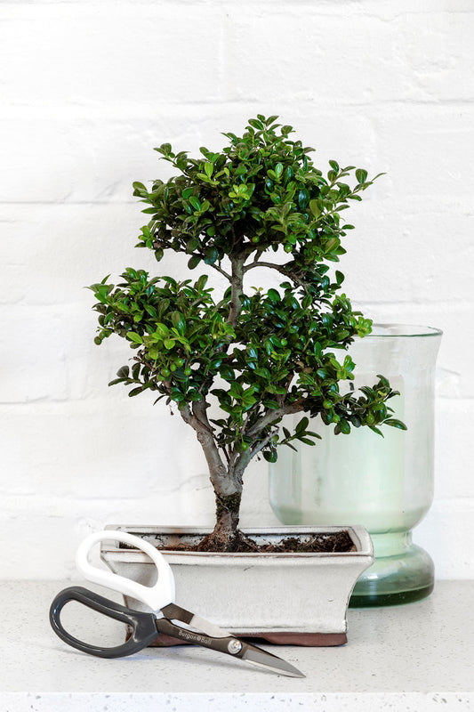 Japanilaiset Bonsai sakset Burgon &amp; Ball