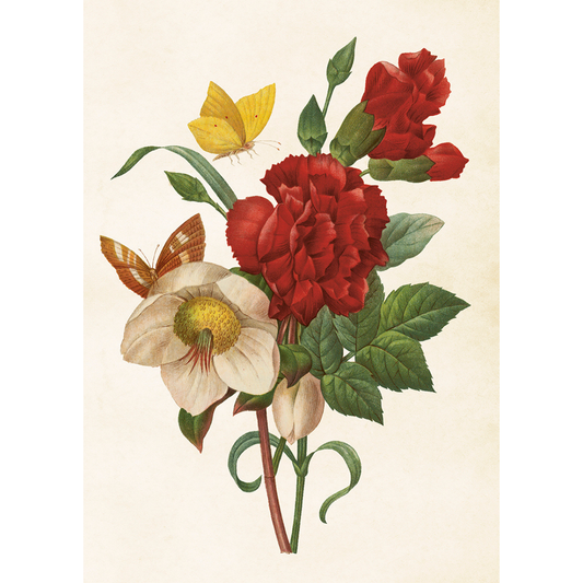 Juliste Jouluruusu ja neilikka - Helleborus ja Carnation 50 x 70 cm