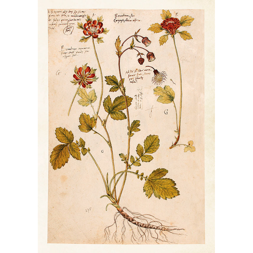 kasvi vintage juliste