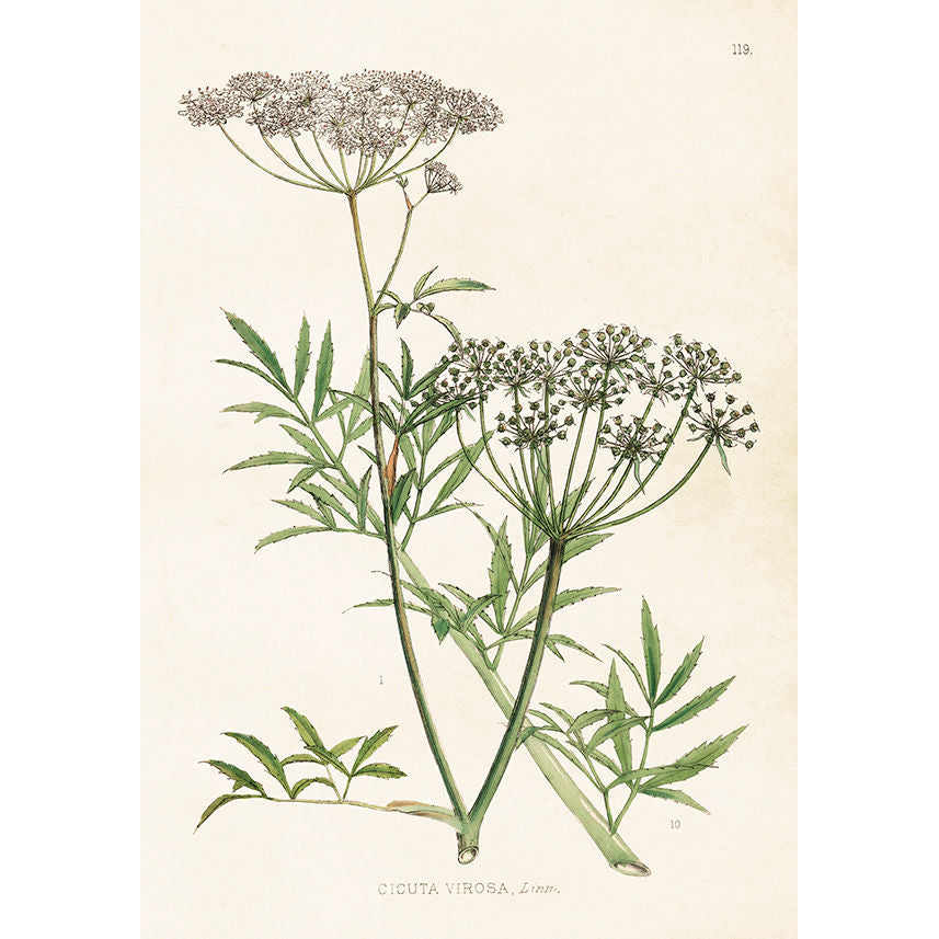 hemlock juliste