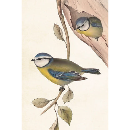 juliste linnut