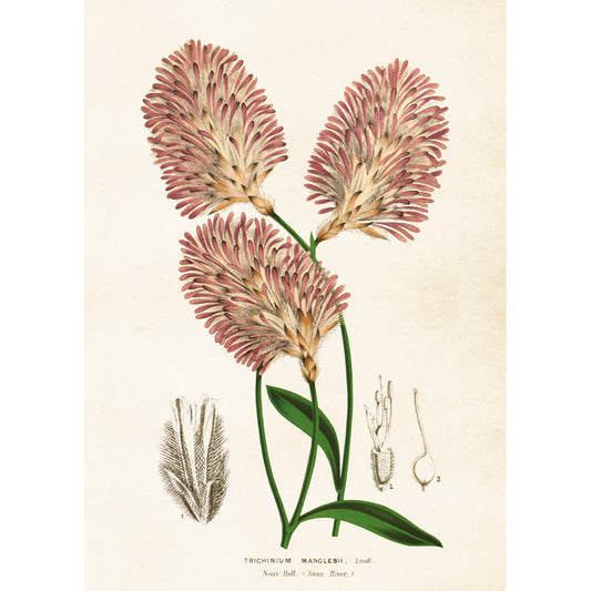 Kasvitaulu juliste Pom Pom - Trichinium Magnlesii 50 x 70 cm