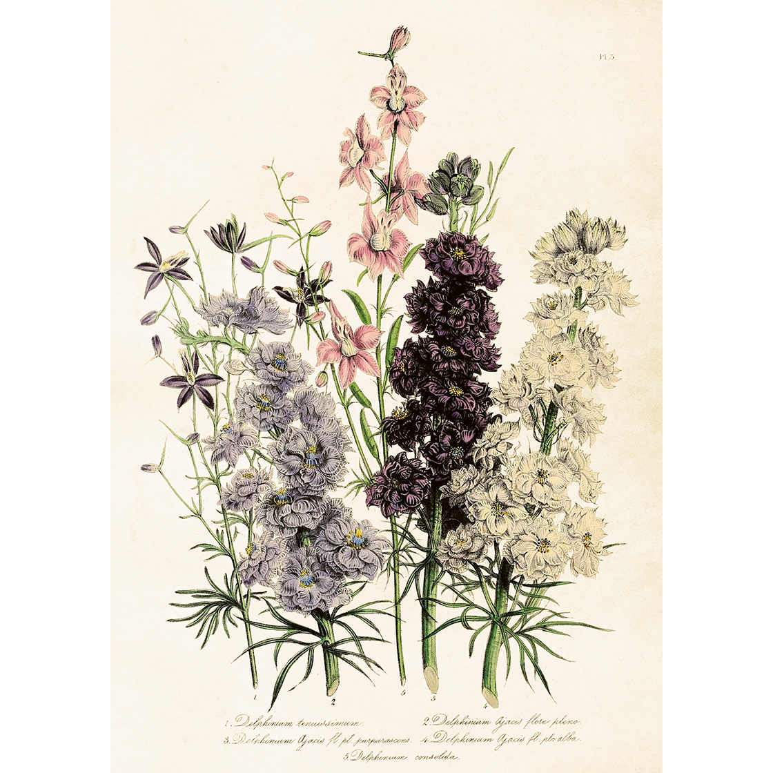 ritarinkannus juliste