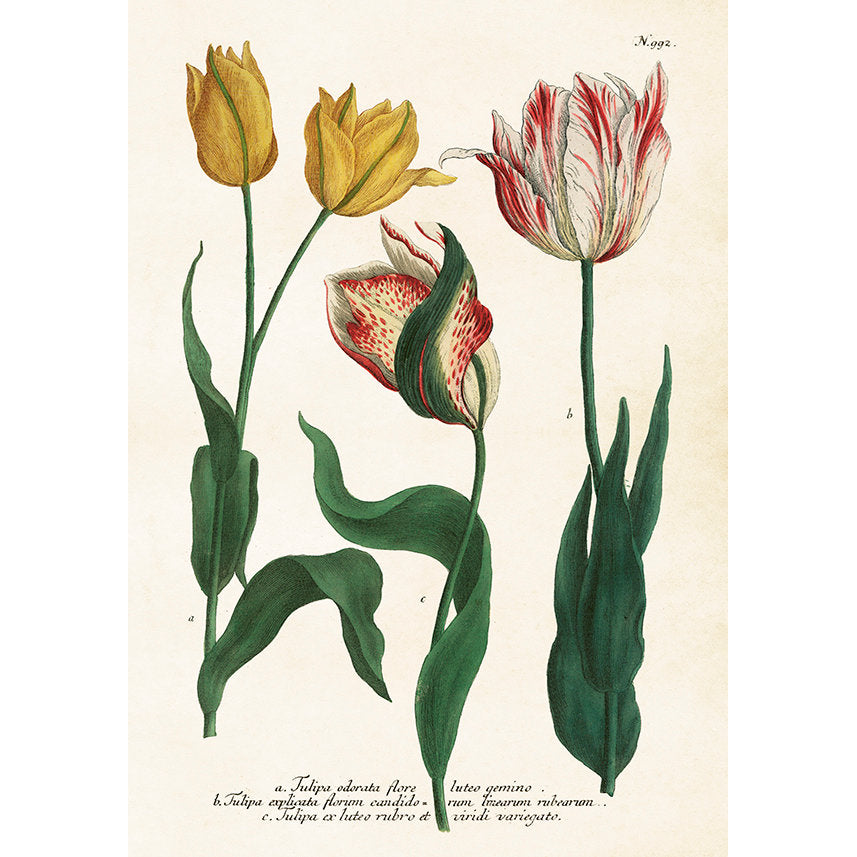tulppaani juliste