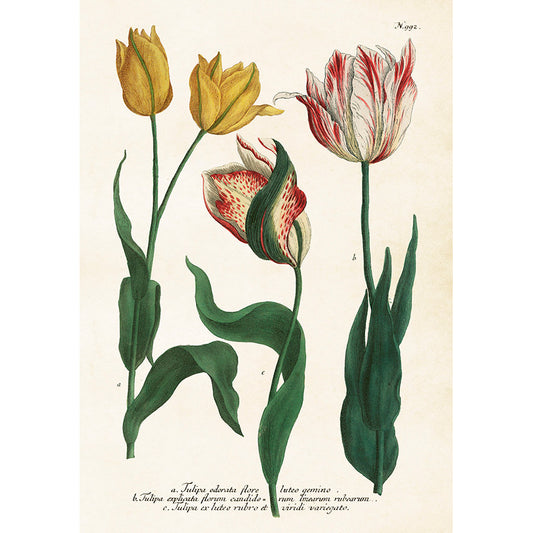 tulppaani juliste