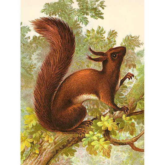 Eläintaulu orava 18 x 24 cm