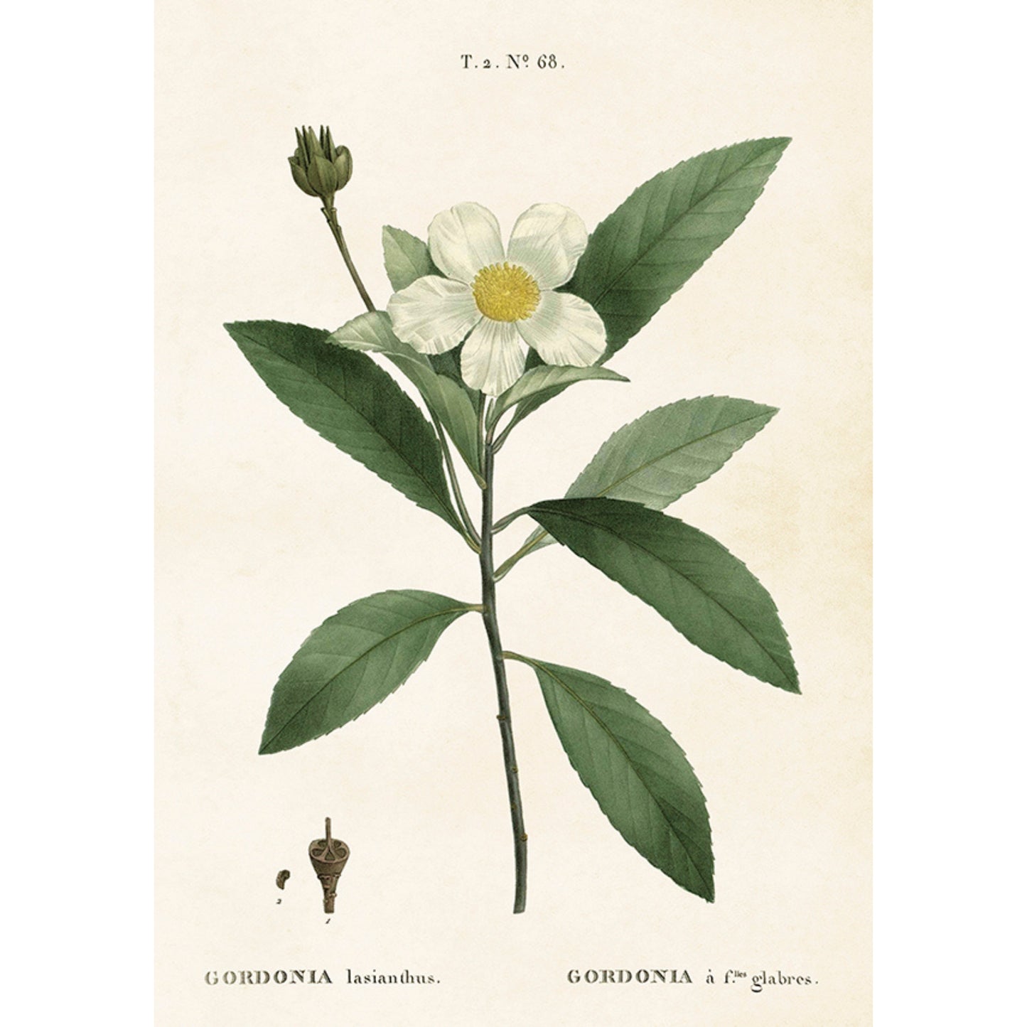 Kasvitaulu juliste Gardenia 35 x 50 cm