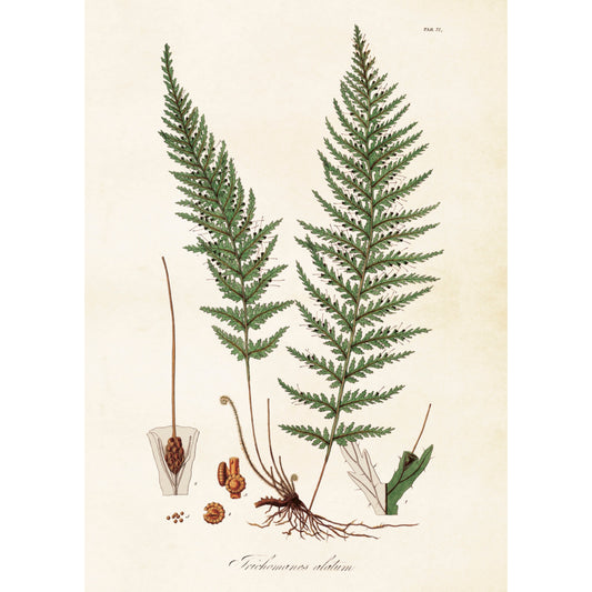 Kasvitaulu juliste Saniainen 50x70 cm