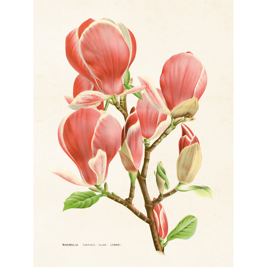 Kasvitaulu Magnolia 18 x 24 cm