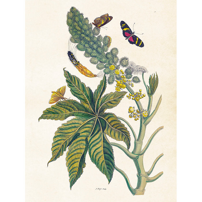 risiini ja perhoset kasvitaulu