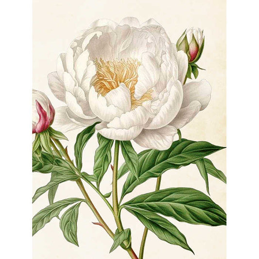 Kasvitaulu Valkoinen pioni 18 x 24 cm