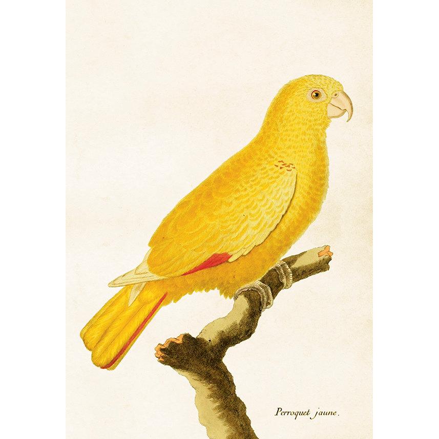 Opetustaulu juliste Keltainen papukaija 35 x 50 cm