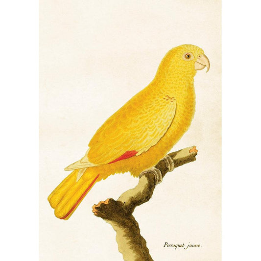 Opetustaulu juliste Keltainen papukaija 35 x 50 cm