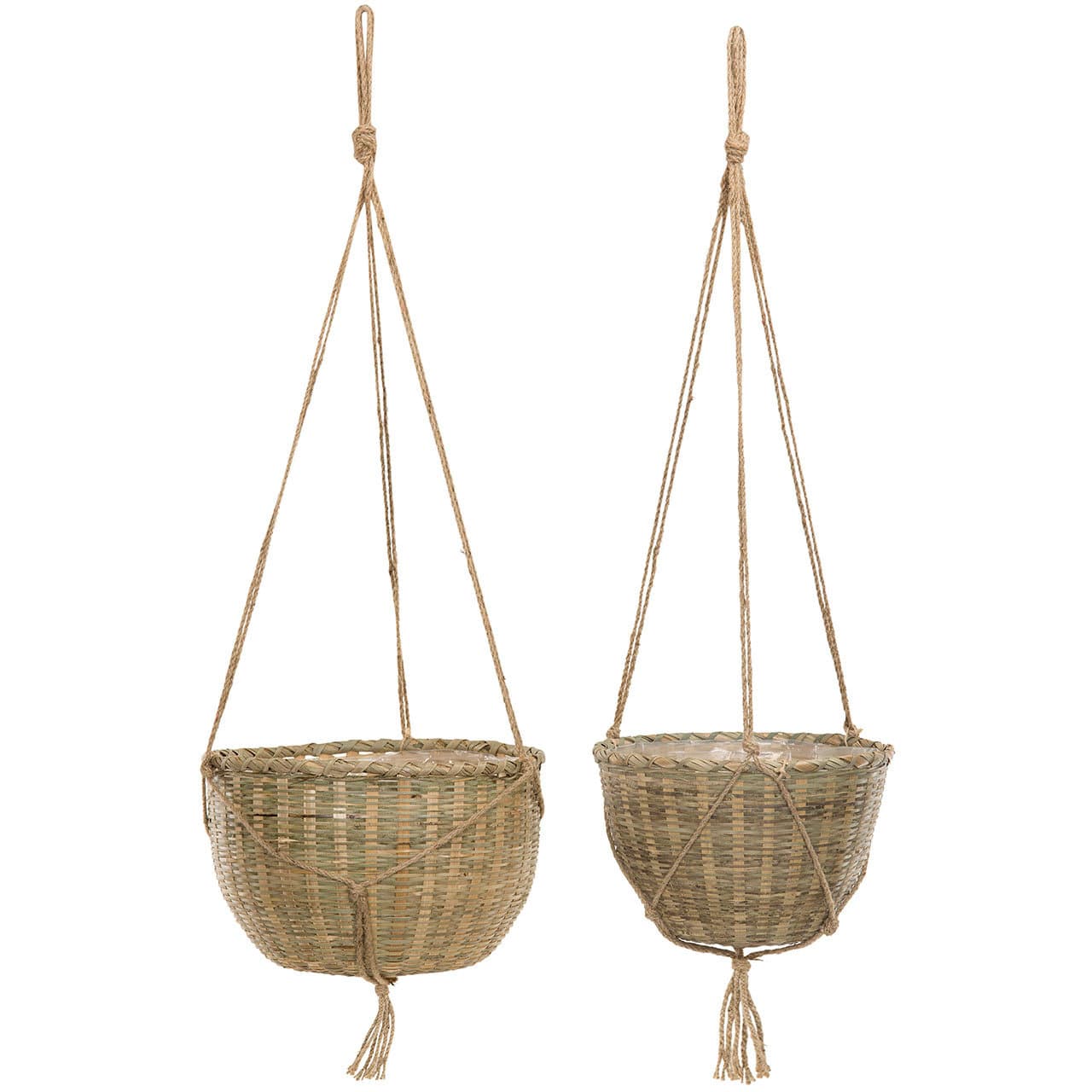 bambu koriamppeli