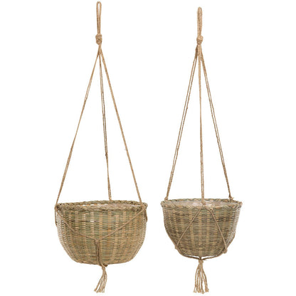 bambu koriamppeli