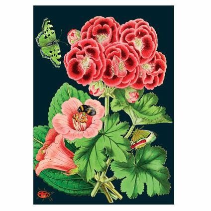 Pelargoni Midnight Botanical kaksiosainen kortti