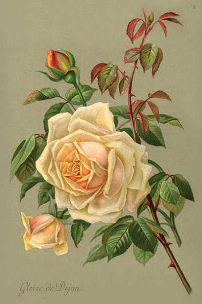 Postikortit peltirasiassa Vintage Roses 20 kpl