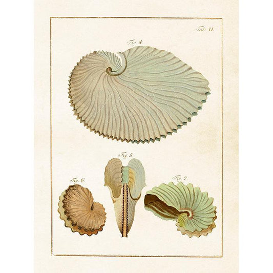 Kasvitaulu Kotilot - Top snails 18 x 24 cm