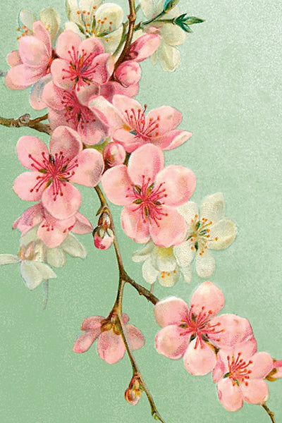 Postikortit peltirasiassa Kukkakimput - Summer Bouquets 20kpl