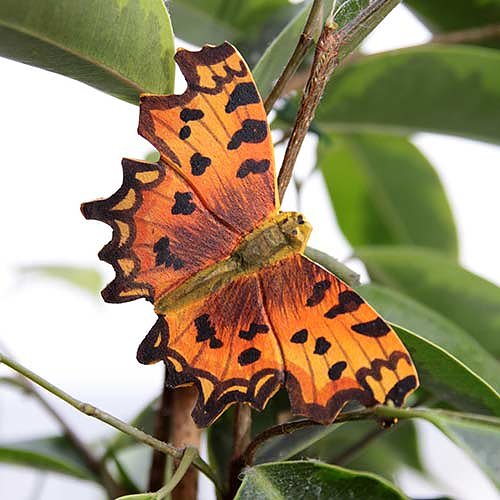 Puinen magneetti Herukkaperhonen - Comma Butterfly