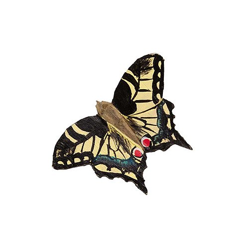 Puinen magneetti Ritariperhonen - Swallowtail Butterfly