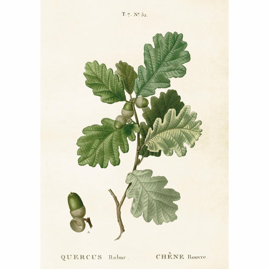 Kasvitaulu juliste Tammi 35 x 50 cm