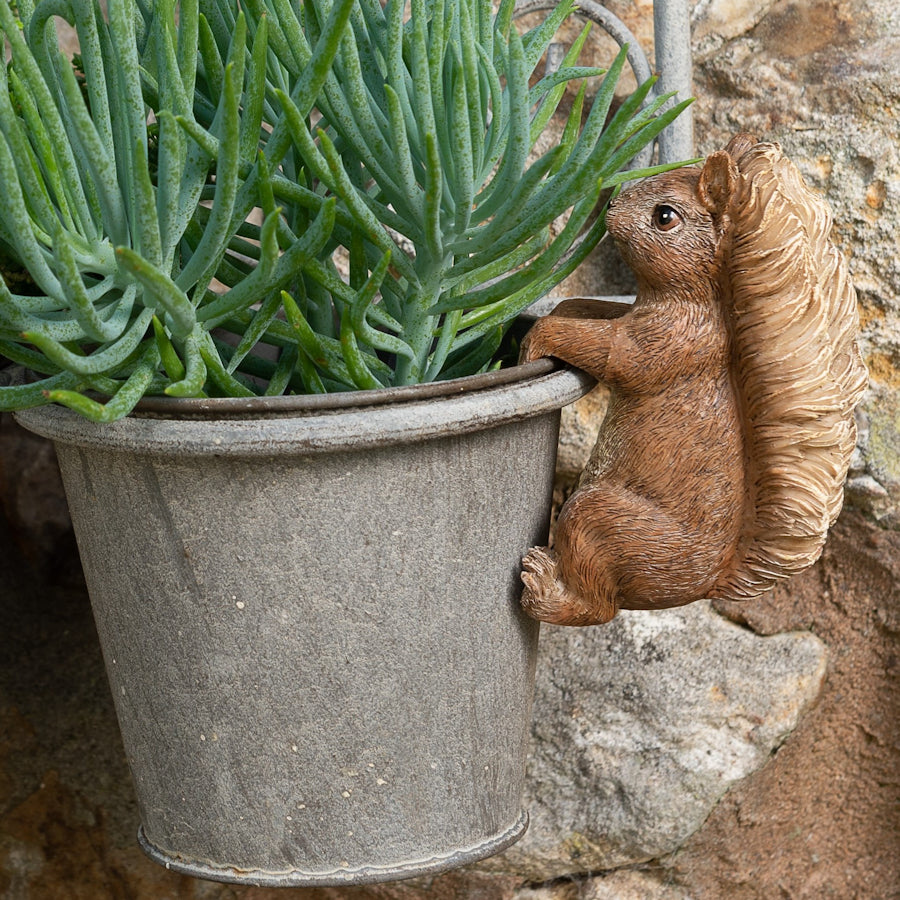 Ruukkukaveri Nutkin Squirrel orava