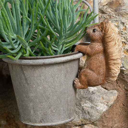 Ruukkukaveri Nutkin Squirrel orava