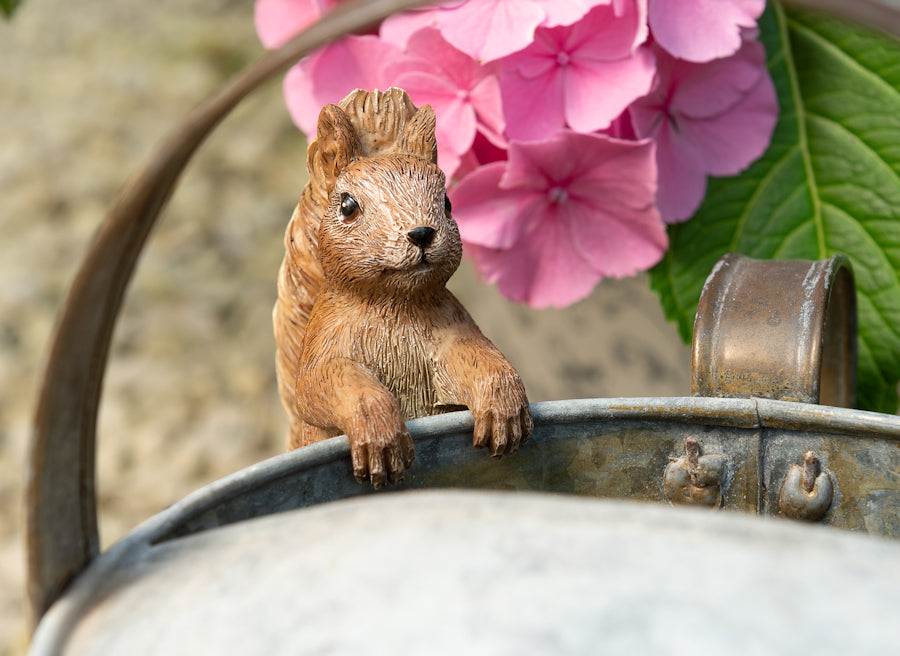 Ruukkukaveri Nutkin Squirrel orava
