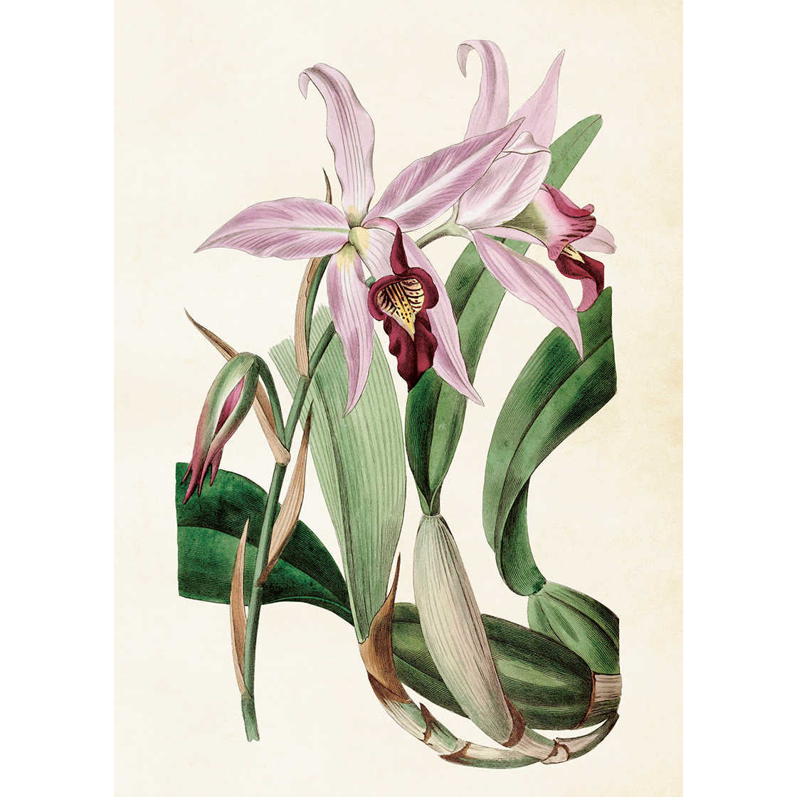 Kasvitaulu juliste Orkidea vaalea violetti 50 x 70 cm – Puutarhurin Maja