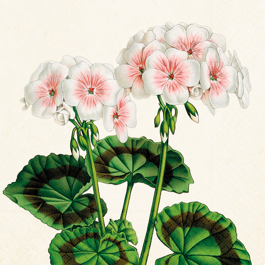 Servetti Valkoiset pelargonit