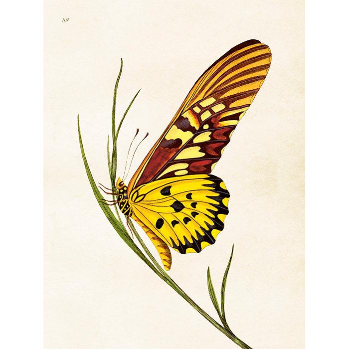 Hyönteistaulu Perhonen ruohonkorrella 18 x 24 cm