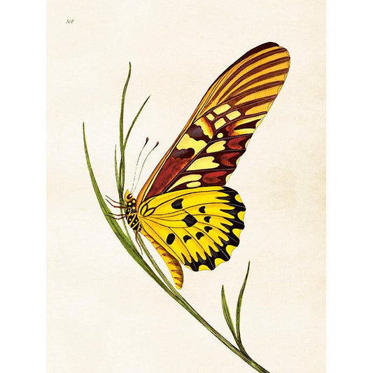 Hyönteistaulu Perhonen ruohonkorrella 18 x 24 cm