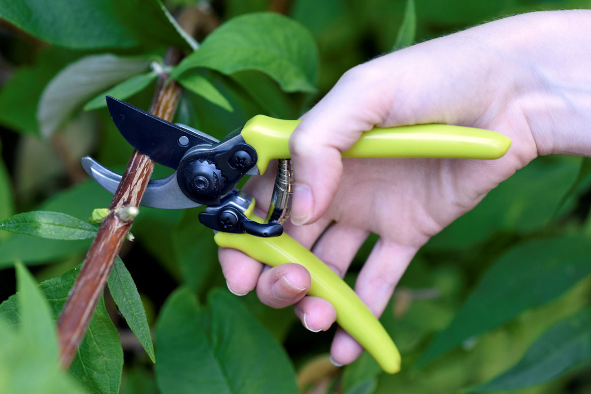 Pienet oksasakset - Micro secateur