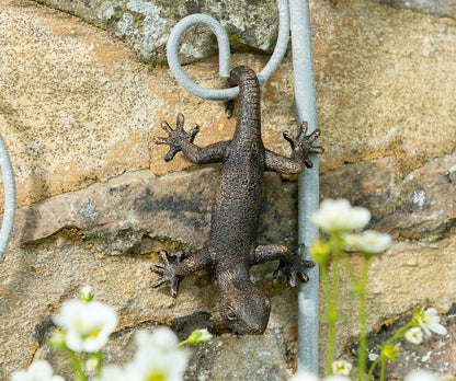 Ruukkukaveri Sisilisko / Gekko
