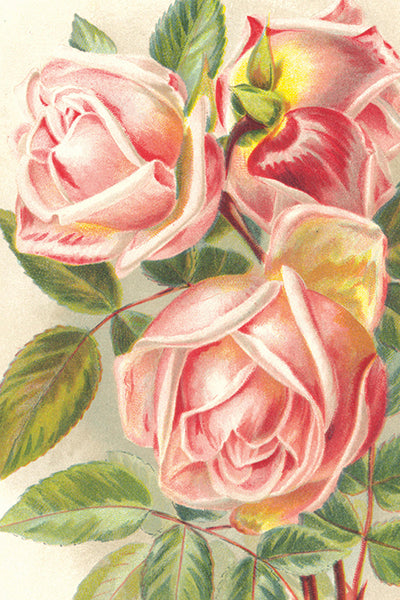 Postikortit peltirasiassa Ruusut - Vintage Roses 20kpl