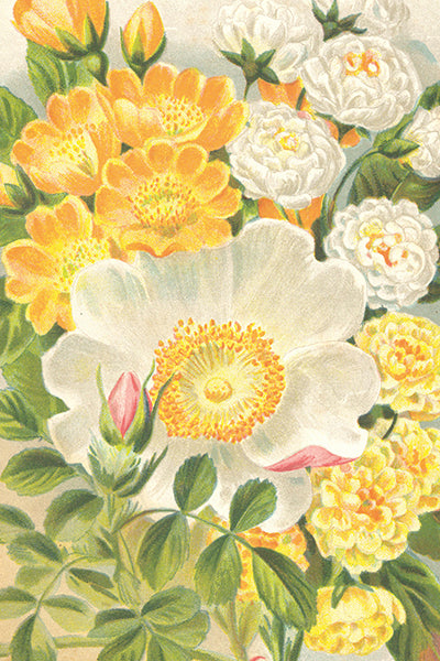 Postikortit peltirasiassa Ruusut - Vintage Roses 20kpl
