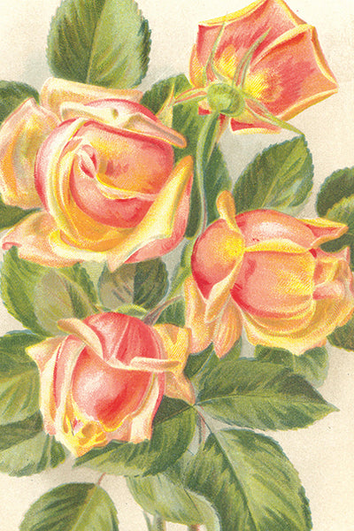 Postikortit peltirasiassa Ruusut - Vintage Roses 20kpl
