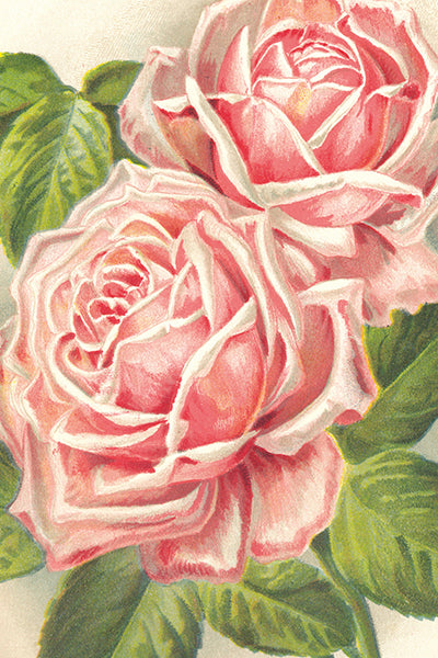 Postikortit peltirasiassa Ruusut - Vintage Roses 20kpl