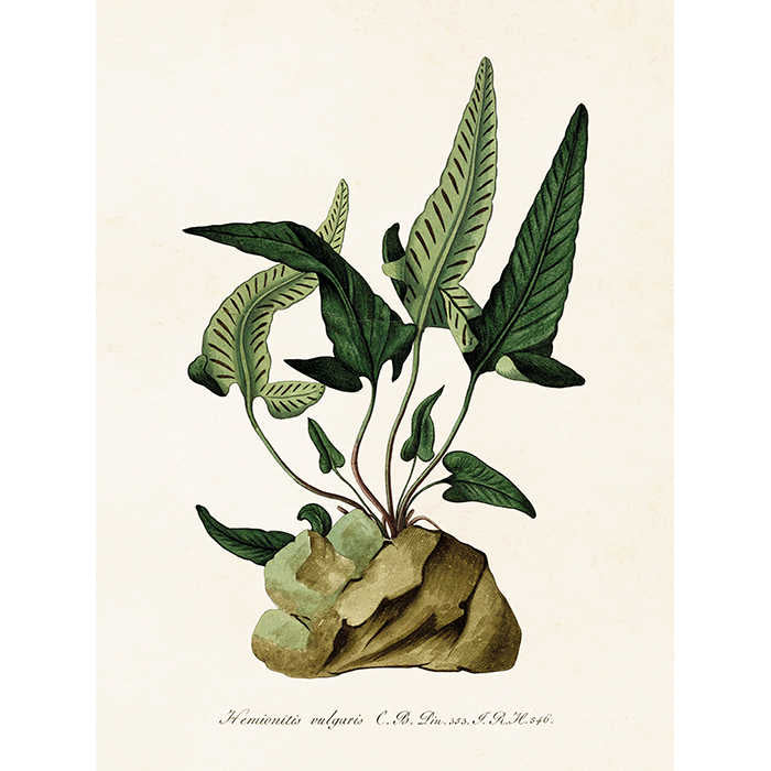 Kasvitaulu Saniainen Hemionitis Vulgaris 18 x 24 cm