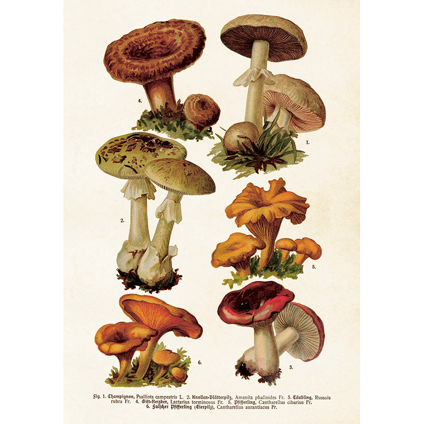 Opetustaulu juliste Sienet 35 x 50 cm