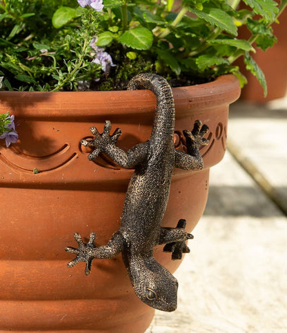 Ruukkukaveri Sisilisko / Gekko