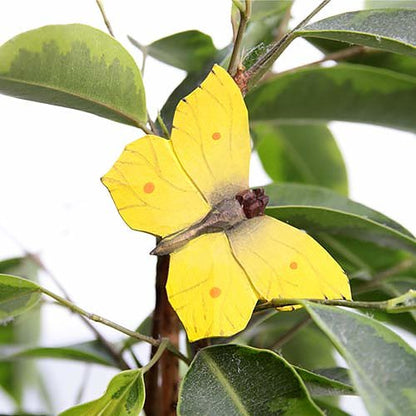 Puinen magneetti Sitruunaperhonen - Brimstone Butterfly
