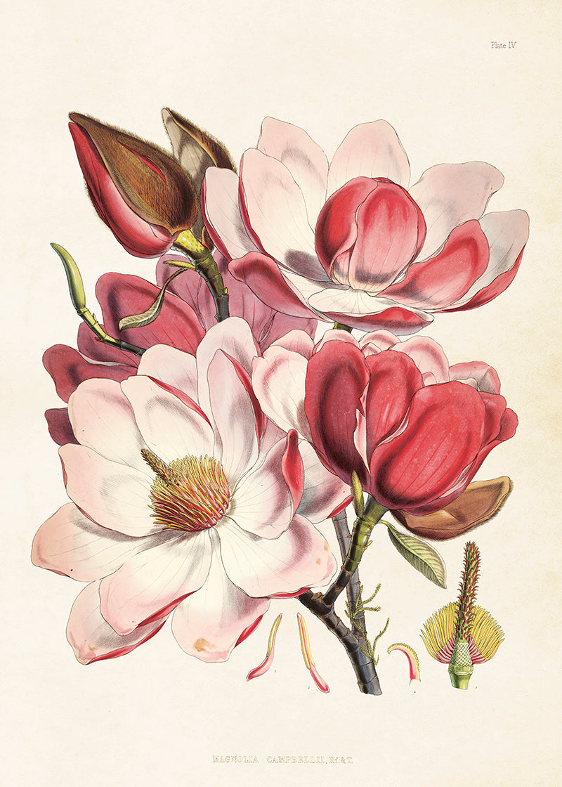 Kasvitaulu juliste Magnolia vaaleanpunainen 50x70 cm