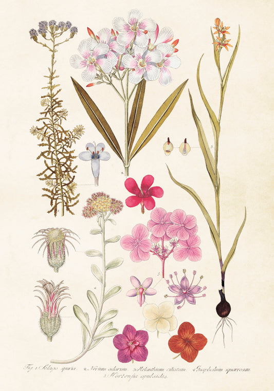 Sköna Ting vintage juliste hortensian kukat