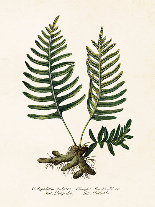 Kasvitaulu Saniainen Polypodium Vulgare II 18 x 24 cm