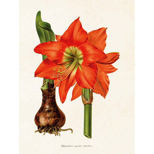 Kasvitaulu Amaryllis 18 x 24 cm
